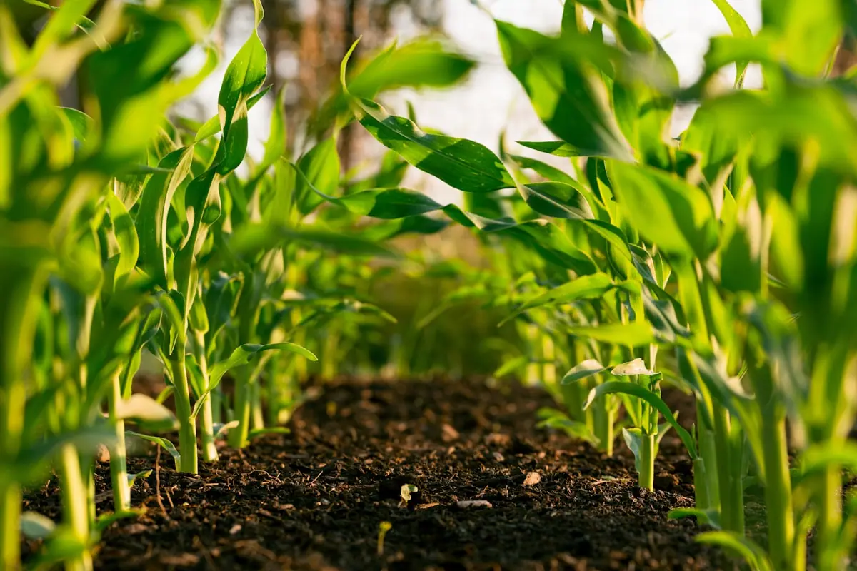 Rows of a young field crop under open sky—stock agriculture imagery evoking bulk farm trade and oilseed markets central to U.S.–China purchase talks, not a photograph of a specific shipment or port named in this report.