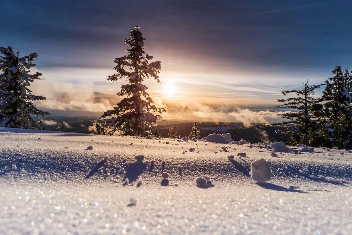Snow-covered trees suggesting winter cold exposure—not a clinical trial site or branded wellness product.