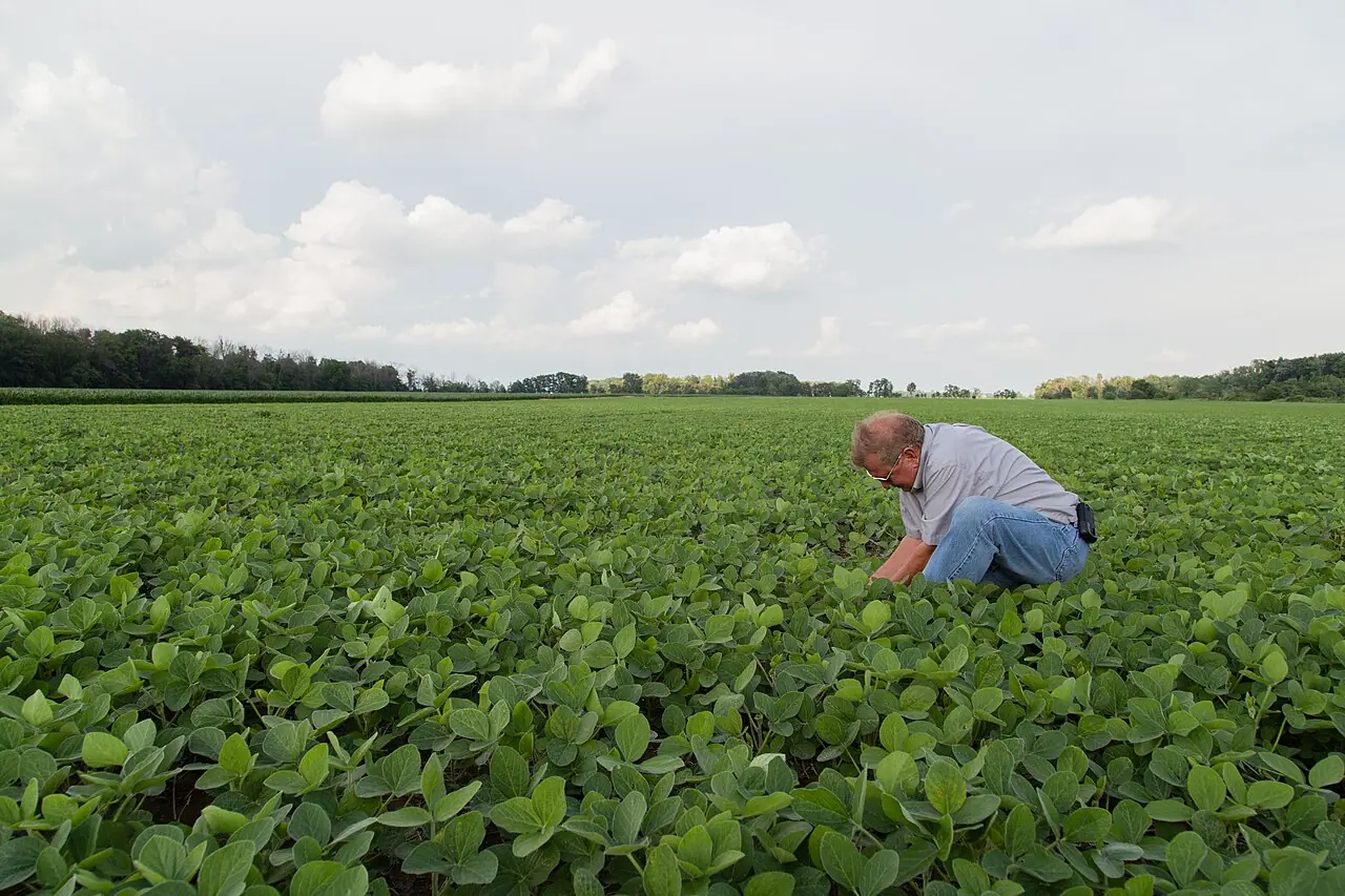 Farmer standing in a high-oleic soybean field, United States, June 2013 (Wikimedia Commons / United Soybean Board on Flickr, CC BY 2.0)—crop-sector context for U.S.–China agricultural purchase pledges tied to summit diplomacy; not a named 2026 shipment, port loading scene, or treaty signing room.